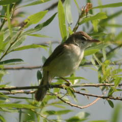 Acrocephalus orientalis