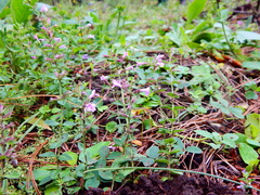 Hedeoma jucunda