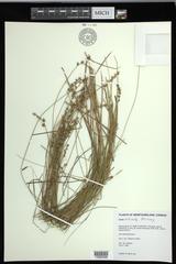 Carex echinata echinata
