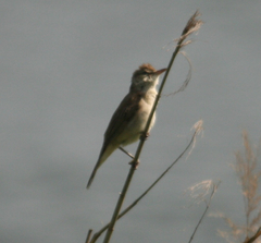 Acrocephalus orientalis