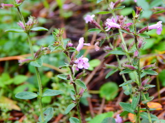 Hedeoma jucunda