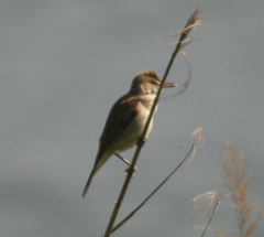 Acrocephalus orientalis