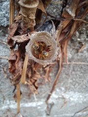 Tetragonisca angustula