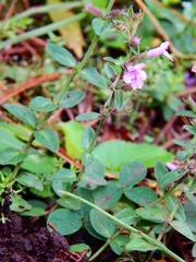Hedeoma jucunda