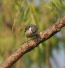 Sitta europaea