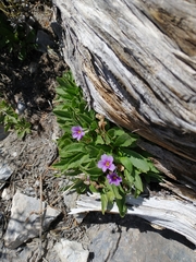 Primula domensis