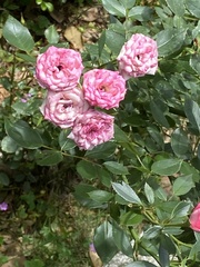 Rosa