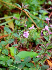 Hedeoma jucunda