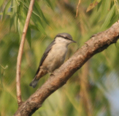 Sitta europaea