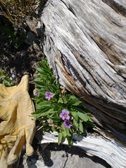 Primula domensis