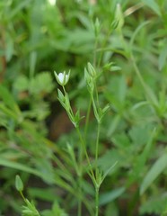 Sabulina tenuifolia