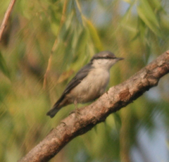 Sitta europaea
