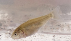 Cyprinus carpio