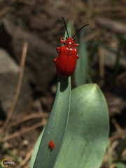 Lilioceris faldermanni