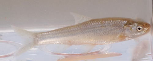 Rio Grande Silvery Minnow