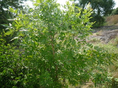 Fraxinus pennsylvanica lanceolata