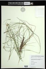 Carex echinata echinata