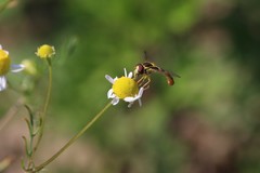 Sphaerophoria philanthus