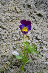 Viola tricolor tricolor