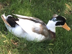 Aves