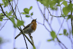 Erithacus rubecula