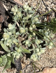 Stylocline gnaphaloides