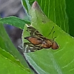 Strauzia longipennis