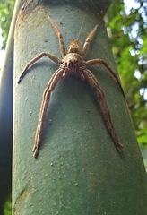 Cupiennius coccineus