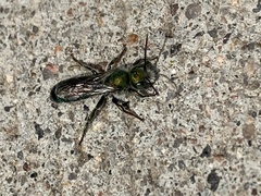 Hoplitis fulgida