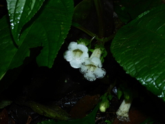 Nautilocalyx mimuloides