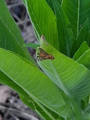 Strauzia longipennis