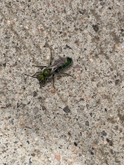 Hoplitis fulgida