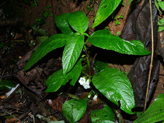 Nautilocalyx mimuloides
