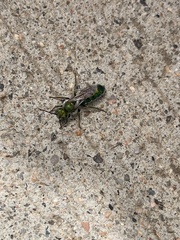 Hoplitis fulgida