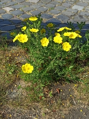 Potentilla recta obscura
