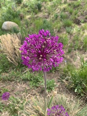 Hoplitis fulgida