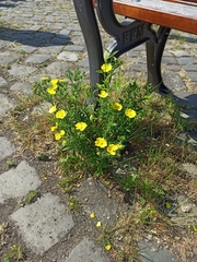 Potentilla recta obscura