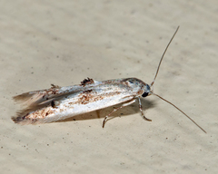 Blastodacna
