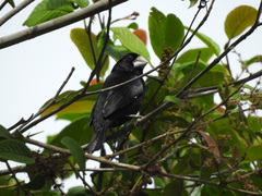 Sporophila crassirostris