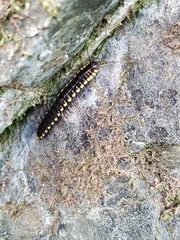 Harpaphe haydeniana scotia