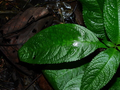 Nautilocalyx mimuloides