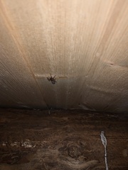 Amaurobius fenestralis