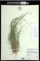 Carex echinata echinata
