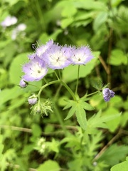 Phacelia purshii