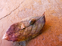 Aporocassida graphica