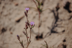 Gilia laciniata