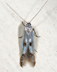 Blastodacna