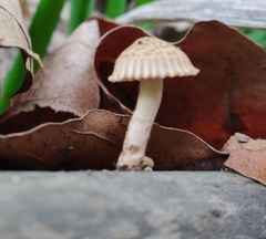 Heliocybe