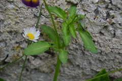 Viola tricolor tricolor