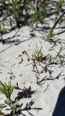 Spergularia echinosperma